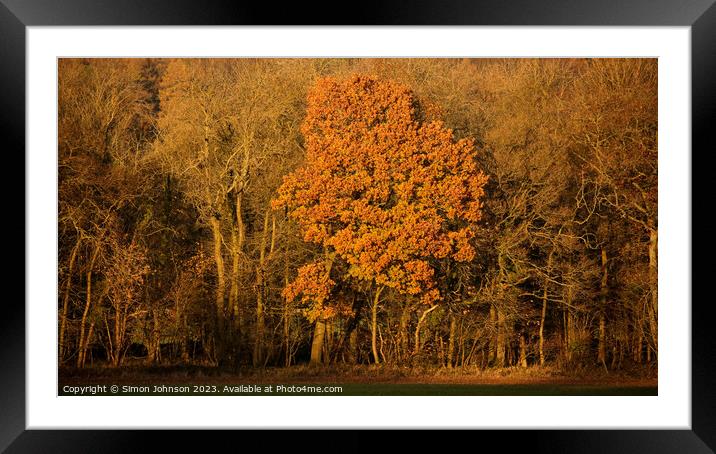Autumn tree Framed Mounted Print by Simon Johnson