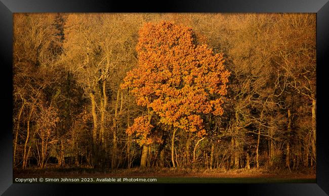 Autumn tree Framed Print by Simon Johnson