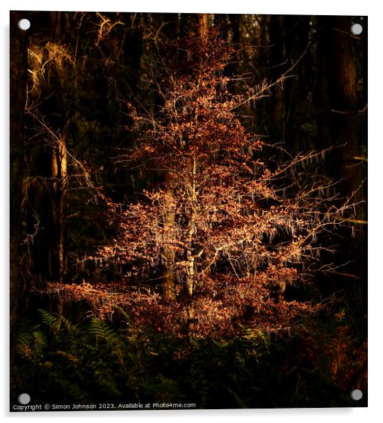 Sunlit Beech tree Acrylic by Simon Johnson