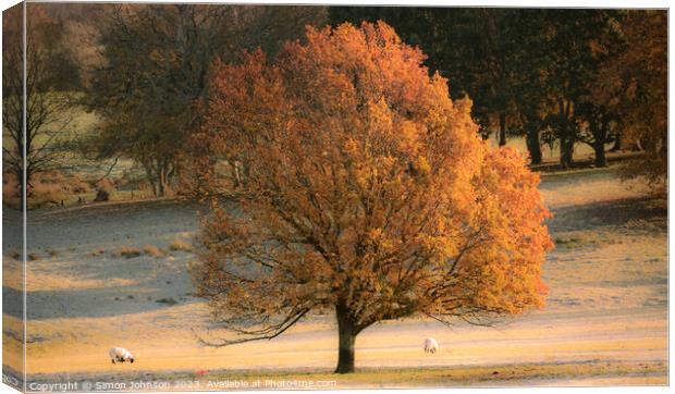 Sunlit autumn tree Canvas Print by Simon Johnson