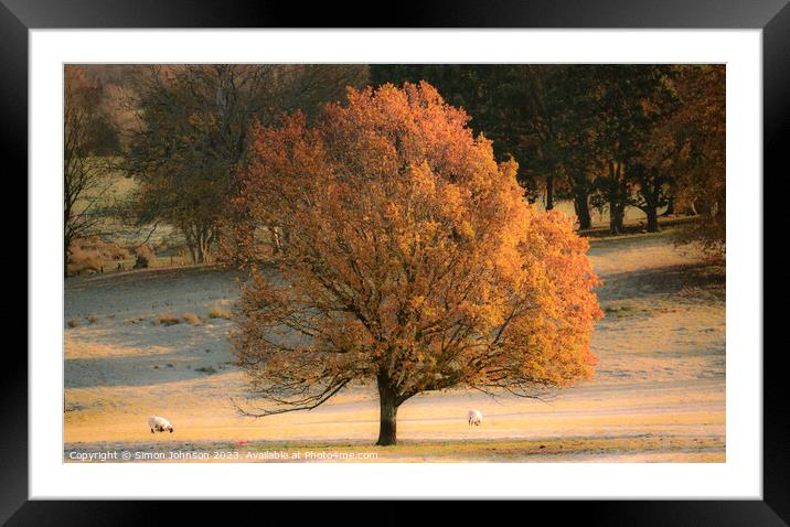 Sunlit autumn tree Framed Mounted Print by Simon Johnson
