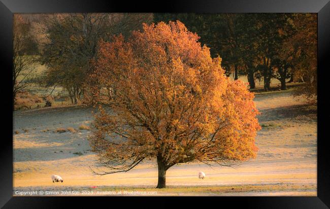 Sunlit autumn tree Framed Print by Simon Johnson