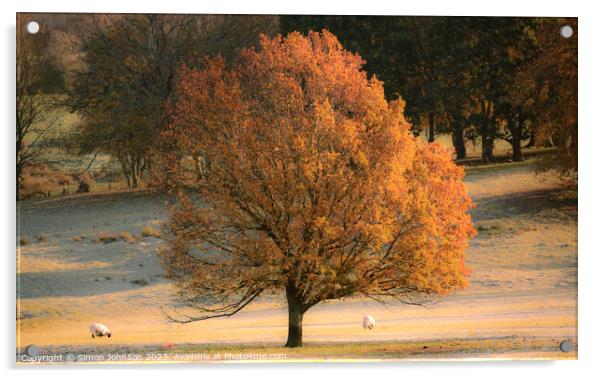 Sunlit autumn tree Acrylic by Simon Johnson