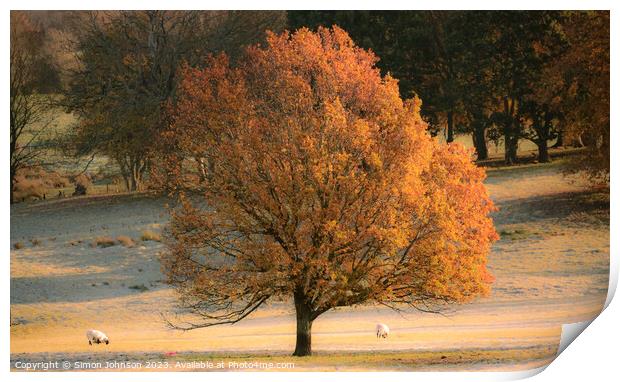 Sunlit autumn tree Print by Simon Johnson