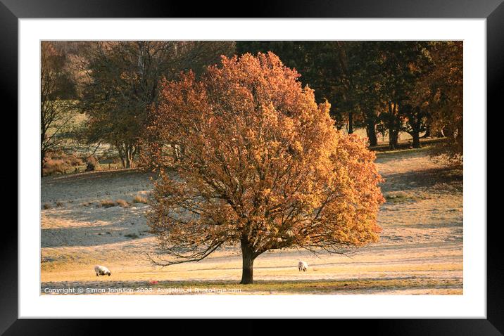 autumn tree Framed Mounted Print by Simon Johnson