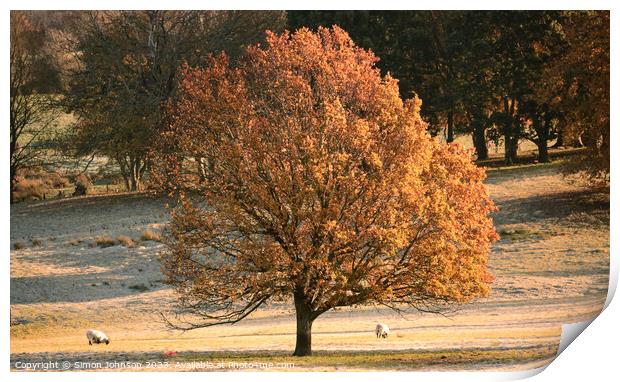 autumn tree Print by Simon Johnson