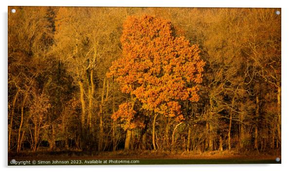 Sunlit tree Acrylic by Simon Johnson