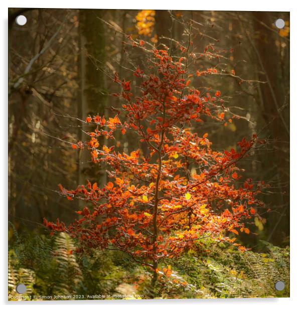 Sunlit  beech tree Acrylic by Simon Johnson