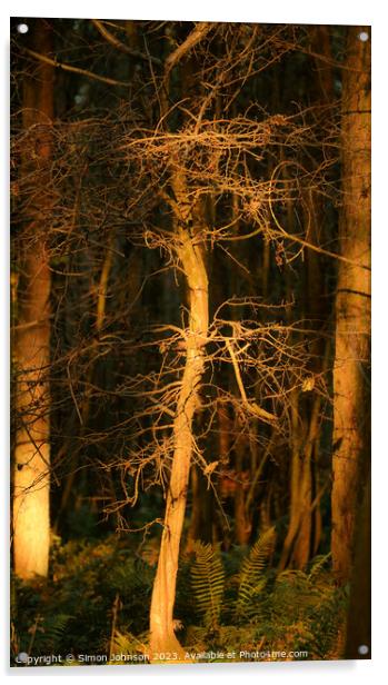 Sunlit Woodland Acrylic by Simon Johnson