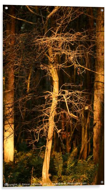 Sunlit Trees Acrylic by Simon Johnson