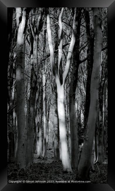 Sunlit Tree Framed Print by Simon Johnson