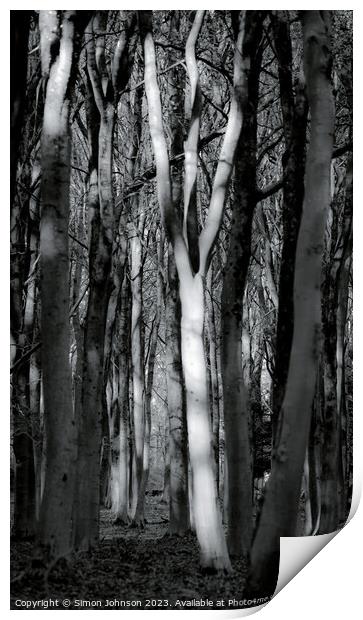 Sunlit Tree Print by Simon Johnson