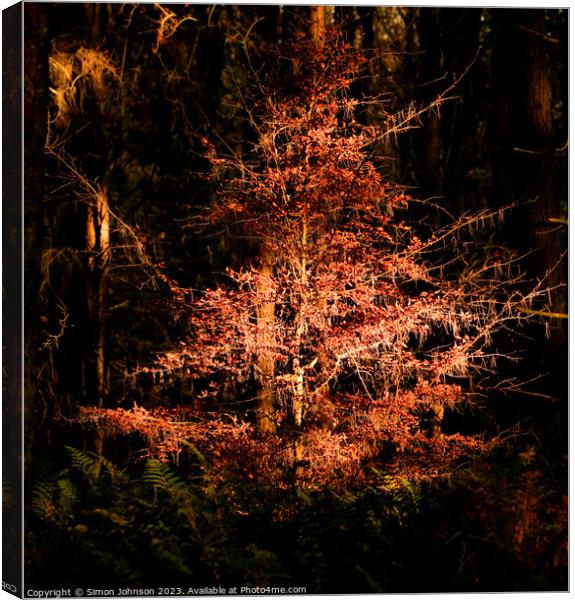 Sunlit Autumn Tree Canvas Print by Simon Johnson