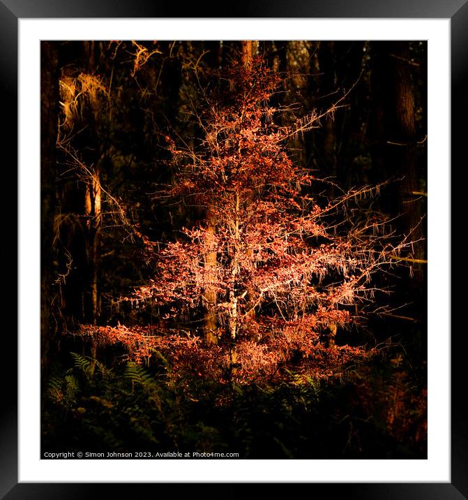 Sunlit Autumn Tree Framed Mounted Print by Simon Johnson