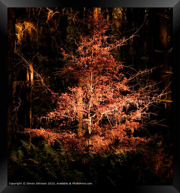 Sunlit Autumn Tree Framed Print by Simon Johnson