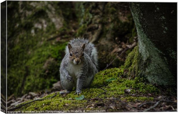 A squirrel in a forest Canvas Print by Michael bryant Tiptopimage
