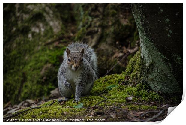 A squirrel in a forest Print by Michael bryant Tiptopimage