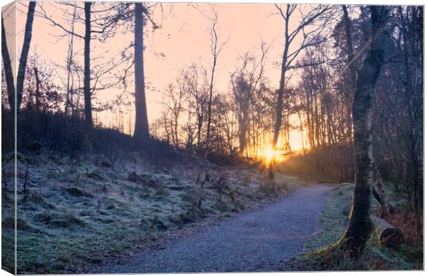Woodland Sunrise: Tarn Hows Lake District Canvas Print by Tim Hill