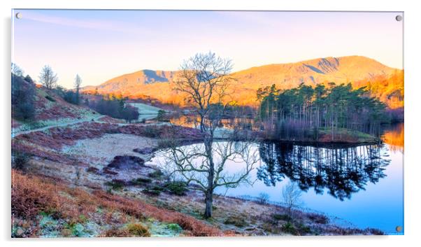 Tarn Hows Landscape: Lake District National Park Acrylic by Tim Hill