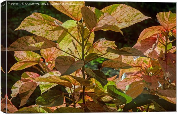 BY NATURAL DESIGN - LEAVES & LIGHT Canvas Print by CATSPAWS 