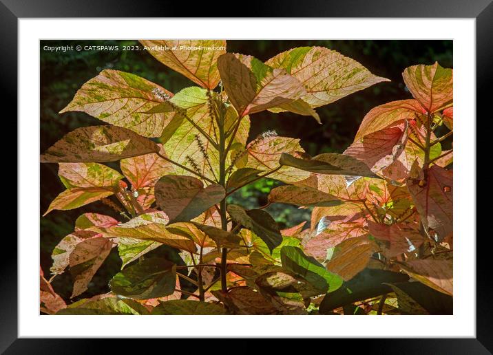 BY NATURAL DESIGN - LEAVES & LIGHT Framed Mounted Print by CATSPAWS 