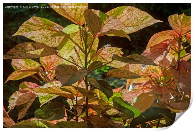 BY NATURAL DESIGN - LEAVES & LIGHT Print by CATSPAWS 