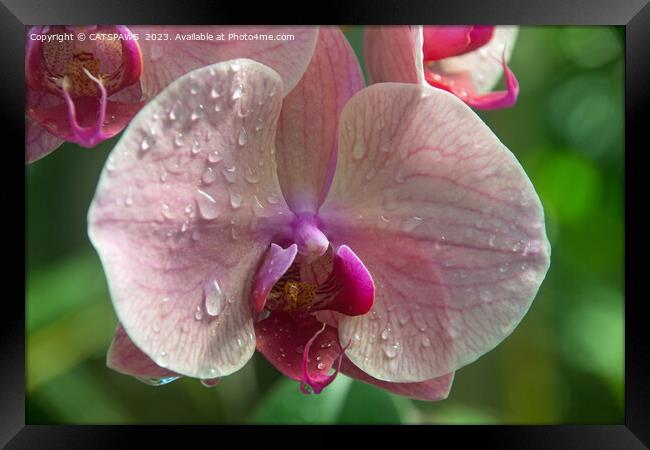 ORCHID BEAUTY Framed Print by CATSPAWS 