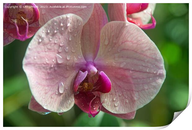 ORCHID BEAUTY Print by CATSPAWS 