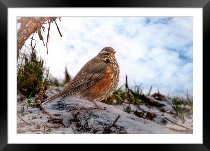 Redwing in the snow Framed Mounted Print by kathy white
