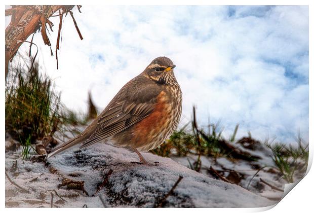 Redwing in the snow Print by kathy white