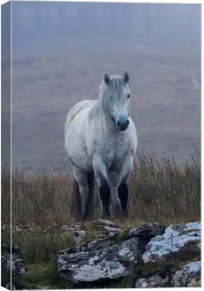 Scottish Highland Pony Canvas Print by Derek Beattie