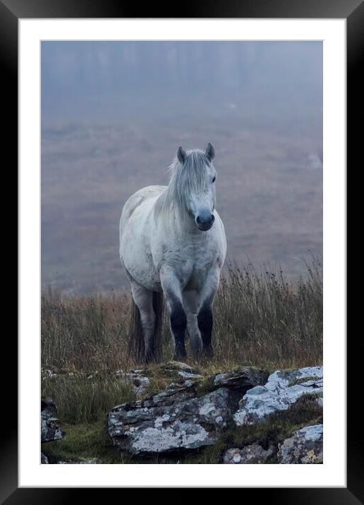 Scottish Highland Pony Framed Mounted Print by Derek Beattie