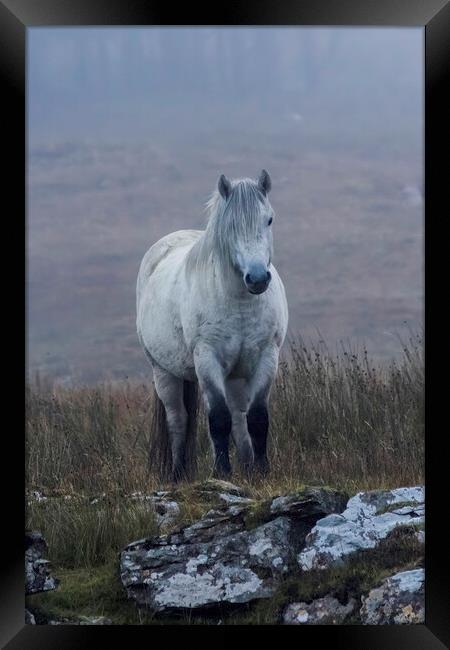 Scottish Highland Pony Framed Print by Derek Beattie