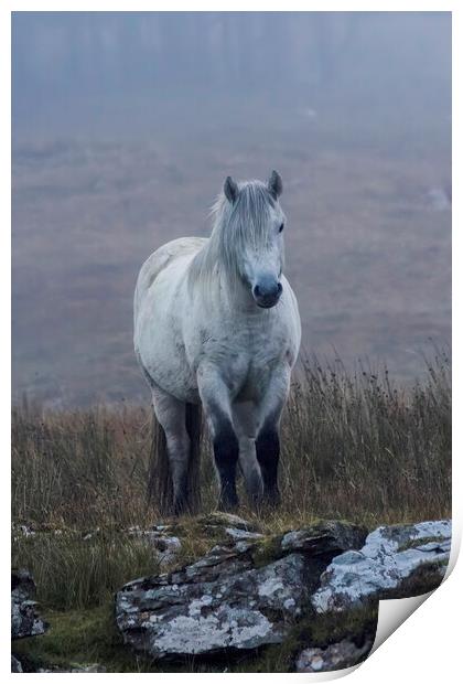 Scottish Highland Pony Print by Derek Beattie