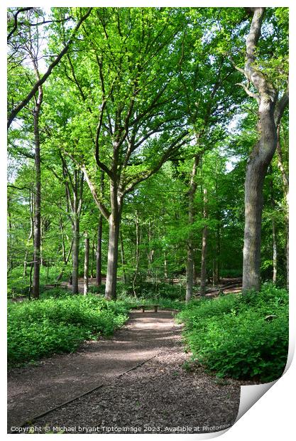 Highwood country park Colchester  Print by Michael bryant Tiptopimage