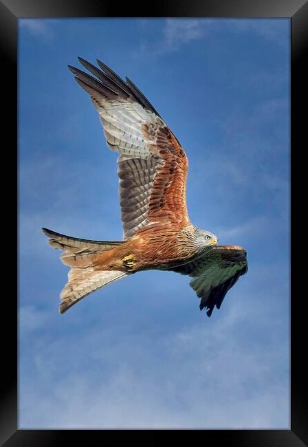 Red Kite Bird of Prey (Milvus Milvus) Framed Print by Martyn Arnold