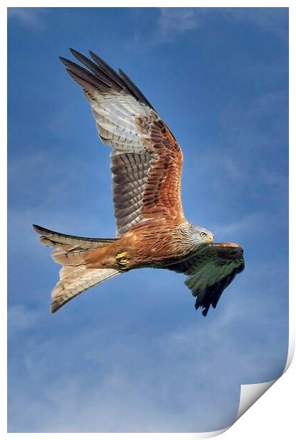 Red Kite Bird of Prey (Milvus Milvus) Print by Martyn Arnold