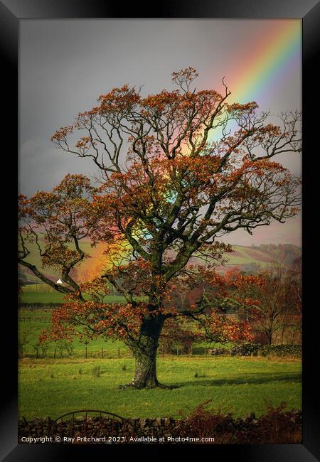 Rainbow and the Tree  Framed Print by Ray Pritchard