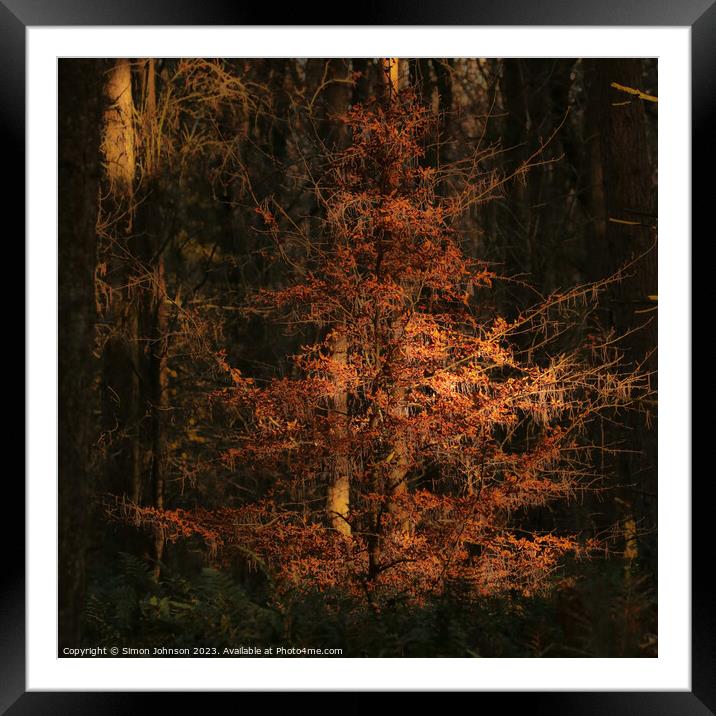 Sunlit Beech Tree Framed Mounted Print by Simon Johnson