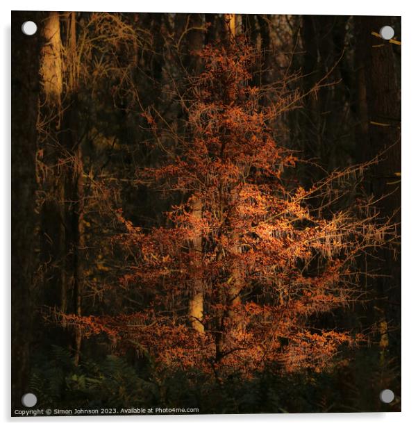 Sunlit Beech Tree Acrylic by Simon Johnson