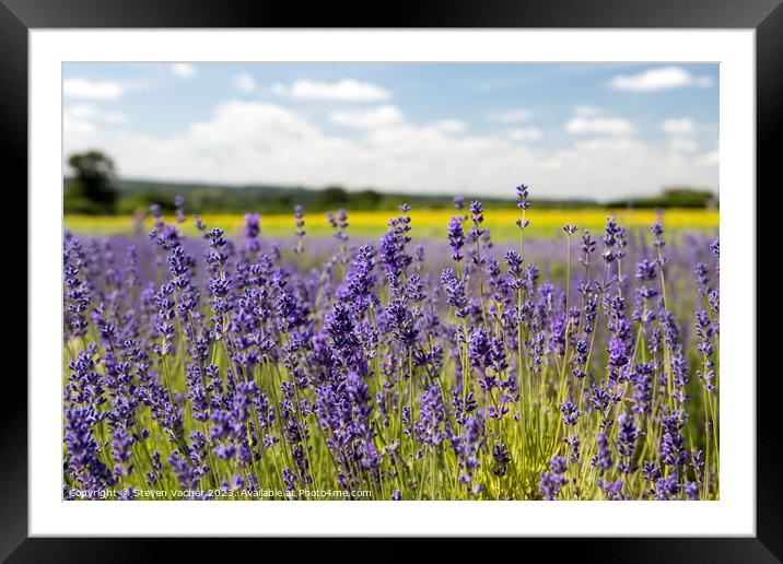 Lavender field Framed Mounted Print by Steven Vacher
