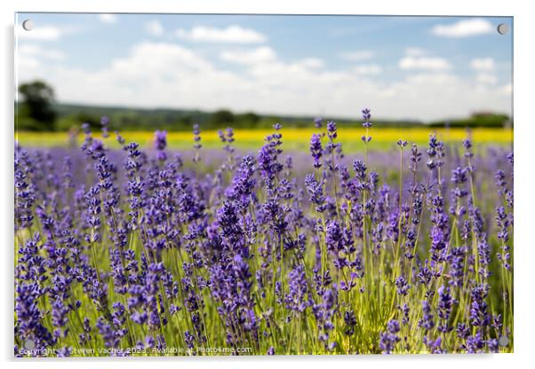 Lavender field Acrylic by Steven Vacher
