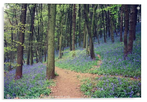 Bluebell Wood Acrylic by RJ Bowler
