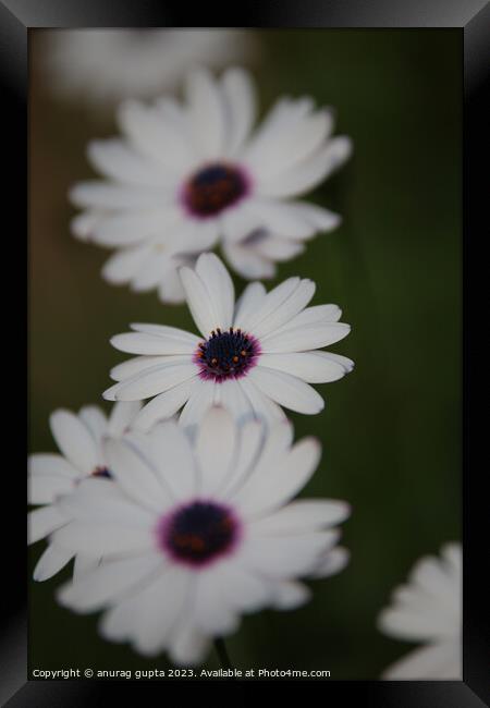 Plant flower Framed Print by anurag gupta