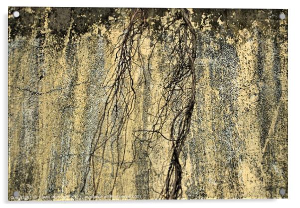 The Wall With Dead Branch Acrylic by Kevin Plunkett