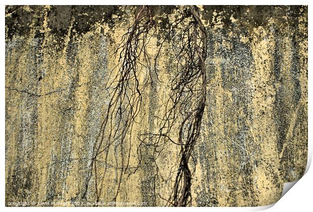 The Wall With Dead Branch Print by Kevin Plunkett