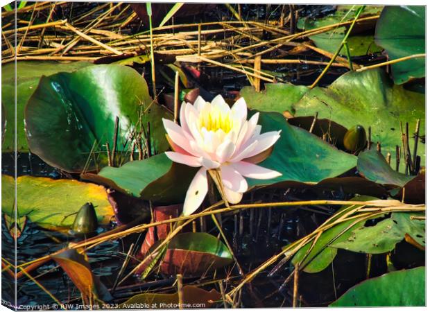 Waterlily (Water Lily) Canvas Print by RJW Images