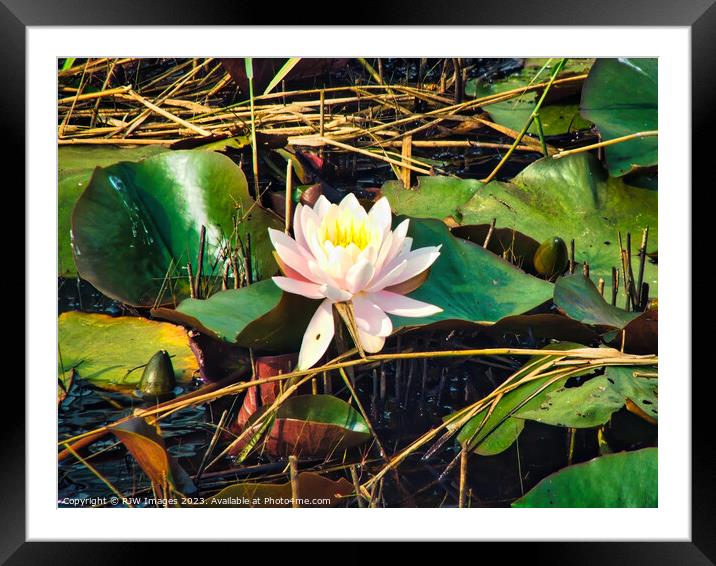 Waterlily (Water Lily) Framed Mounted Print by RJW Images