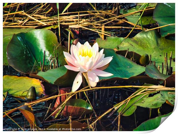 Waterlily (Water Lily) Print by RJW Images