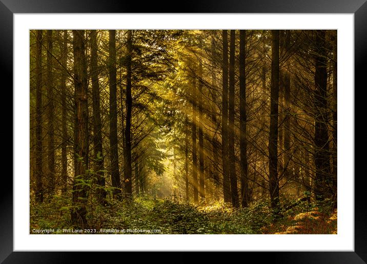 Woodland Rays Framed Mounted Print by Phil Lane